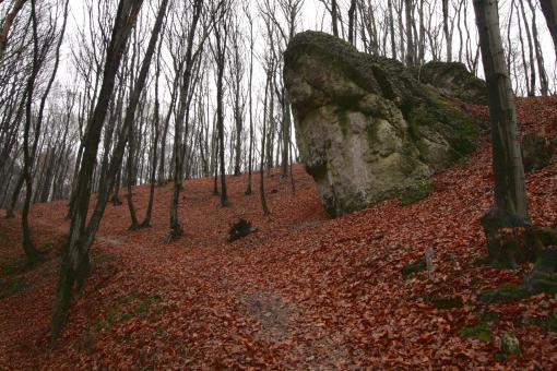 Brzuchata Turniczka