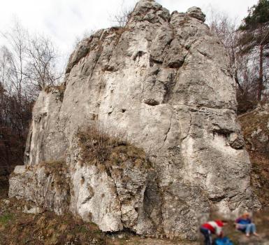 Pszczoły na Turni Marcinkiewicza w Kobylańskiej